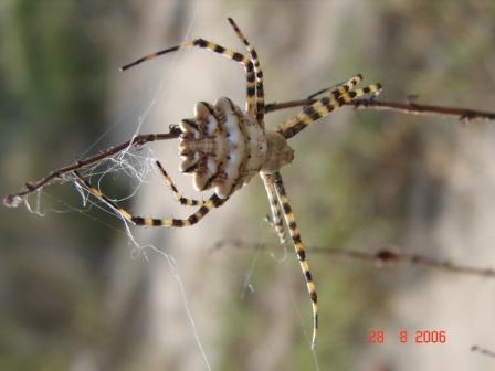Argiope lobata
